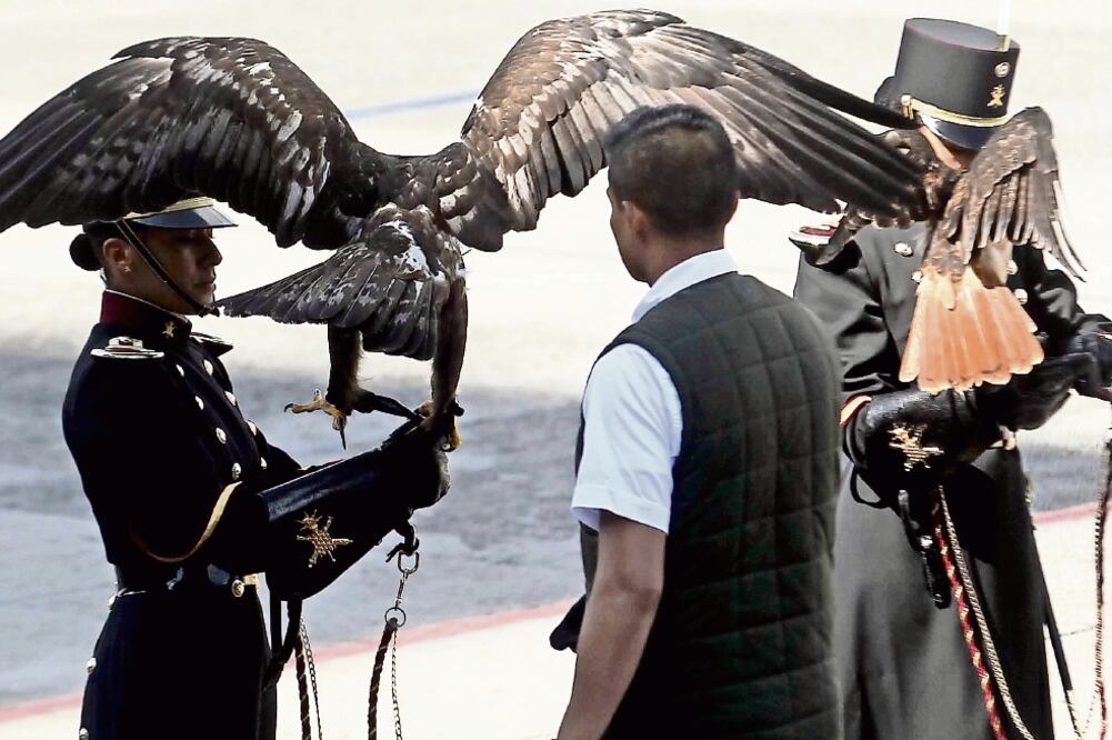 Cuatro ejemplares de águila real que fueron entregados ayer al Colegio Milita r serán rehabilitados para luego ser liberados en su hábitat natural (FERNANDO RAMÍREZ. EL UNIVERSAL)