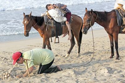 Crónica. Descobijan huevo de tortuga; saqueo es hasta en costales