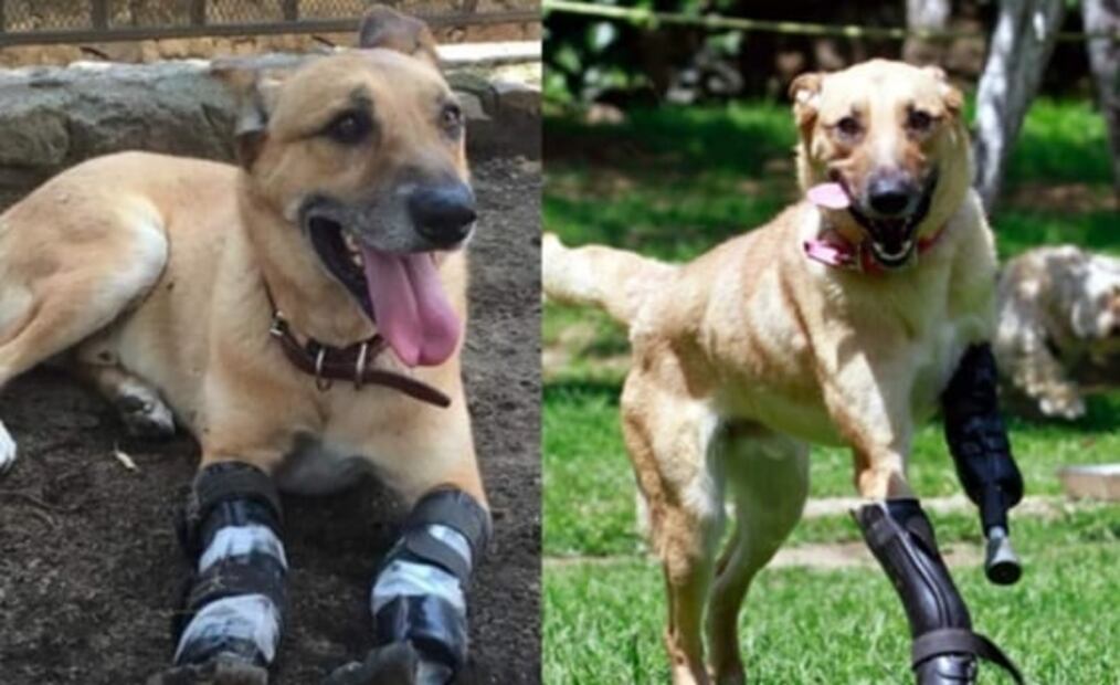 Un gato egipcio tatuado y un perro mutilado: huellas del narco en México