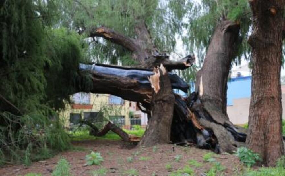 Cae ahuehuete de 500 años de antigüedad en Xochimilco