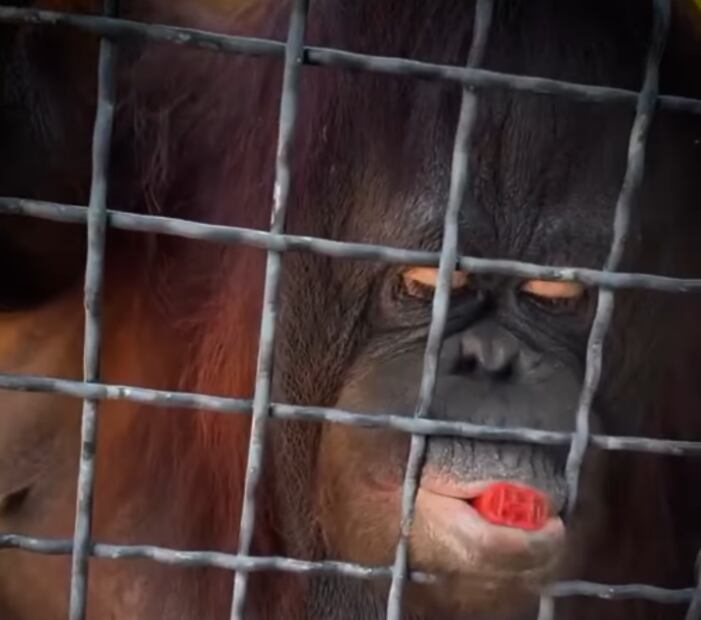 No se ha confirmado si el primate ingirió un pedazo de plástico o un estuche de nicotina. Foto: X
