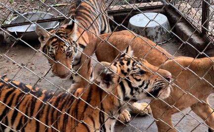 Profepa rescata 75 animales del maltrato y hacinamiento en Unidad de Veracruz; tigres, monos y tortugas, entre los ejemplares 