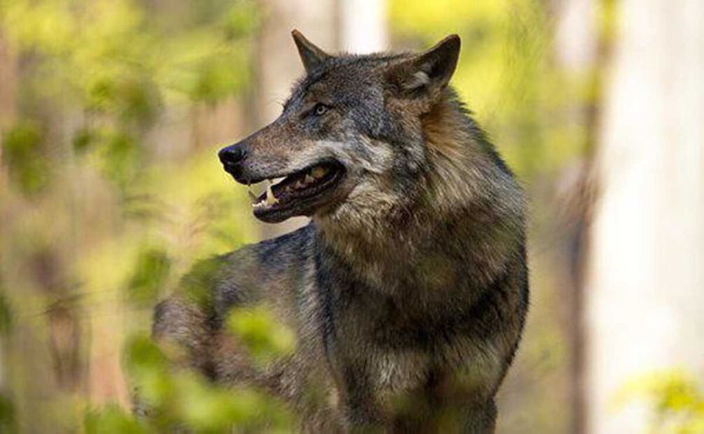 En el Zoológico de Zacango se preserva al Lobo Mexicano- Foto: Pixabay