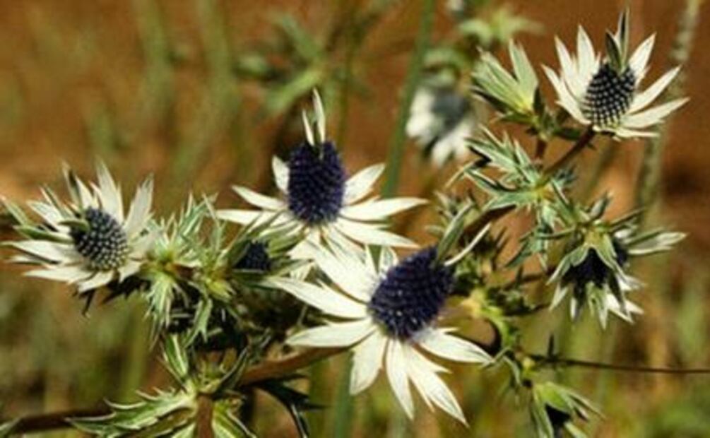 Científicos estudian plantas mexicanas para combatir la obesidad