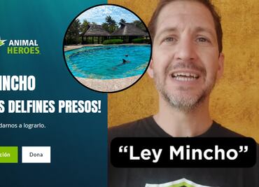 ¿Qué es la Ley Mincho?; la iniciativa que busca liberar a delfines de la esclavitud