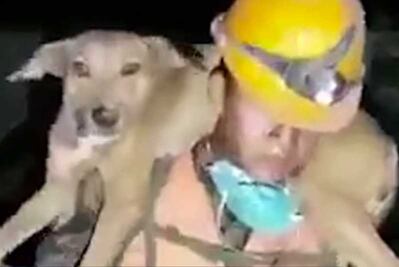 Rescatan animales tras erupción del volcán de fuego en Guatemala