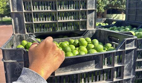 FOTOS: Además de las extorsiones y amenazas, limoneros temen ahora a las minas