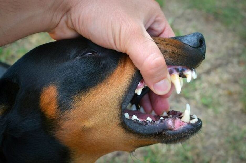 La prevención es clave para mantener la salud bucal de tu perro. Fuente: Freepik.