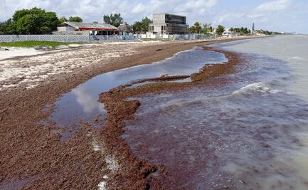 Playas de Yucatán se cubren de sargazo antes de Semana Santa