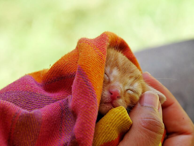 Gatos. Fuente: Pixabay