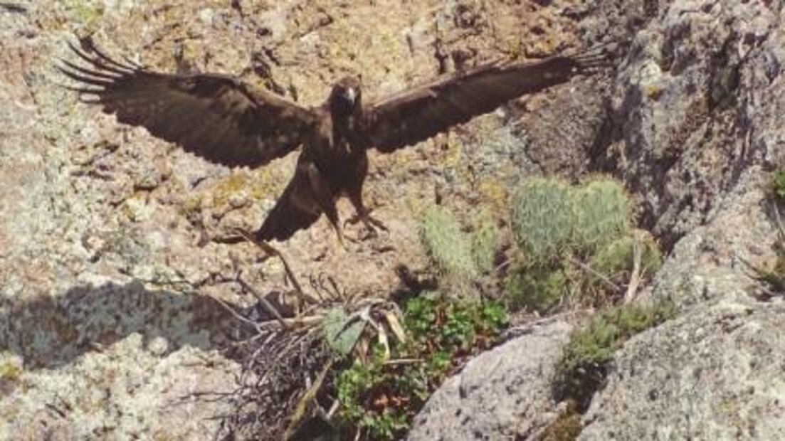 Águila real. Al rescate de un símbolo