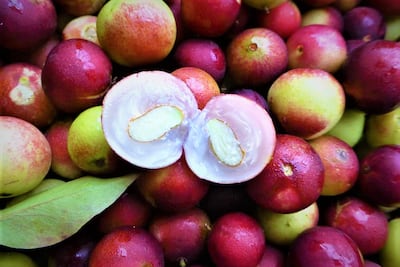 Descubre qué es y para qué sirve el camu-camu