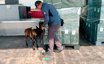 Marina asegura más de 19 mil kilos de tabaco ilegal en el AICM; pretendía entrar con falsa información fiscal desde Japón