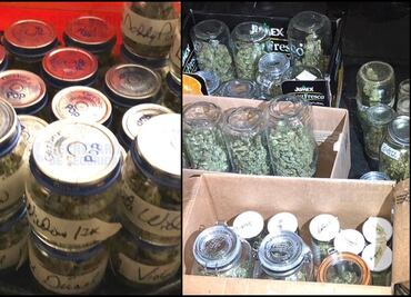 Desmantelan laboratorio de cultivo y procesamiento de marihuana en Tlalnepantla