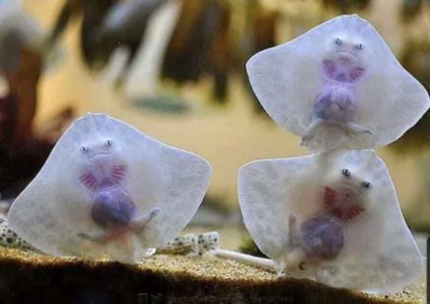 Las mantarrayas dan a luz en aguas poco profundas. Fuente: Freepik.