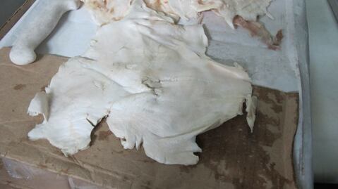 ¿Qué es la totoaba y por qué cuesta tan cara?