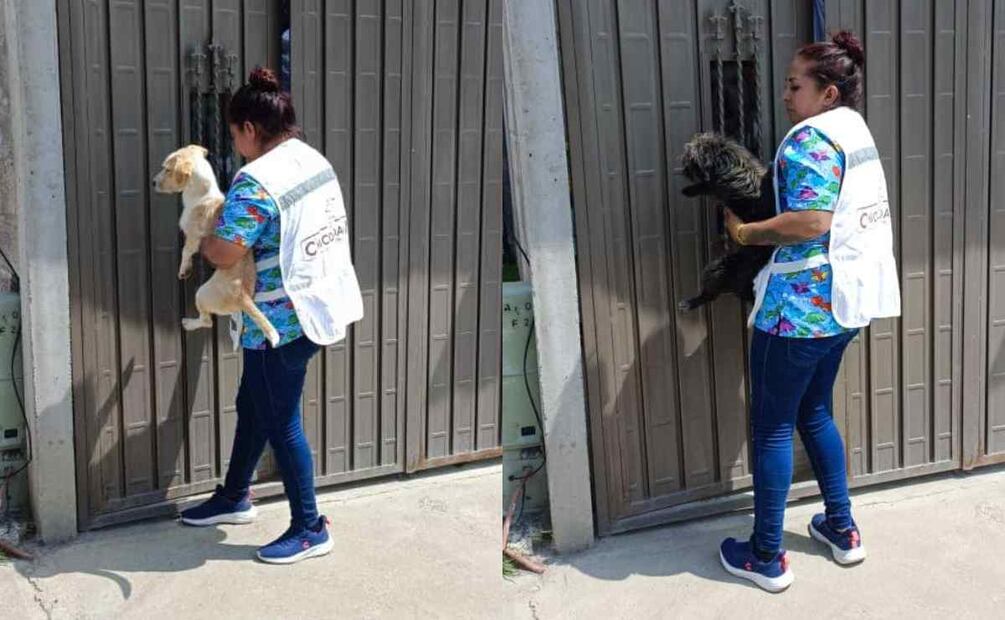 Perritos rescatados Foto: Especial
