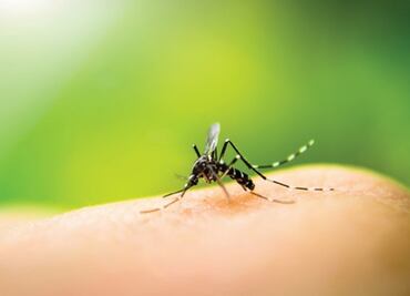 Garantizan abasto de insecticida para controlar mosco trasmisor de dengue, zika y chikungunya