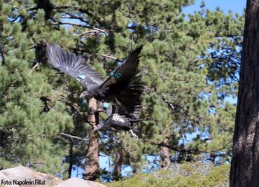 Liberan tres cóndores de California en área natural protegida