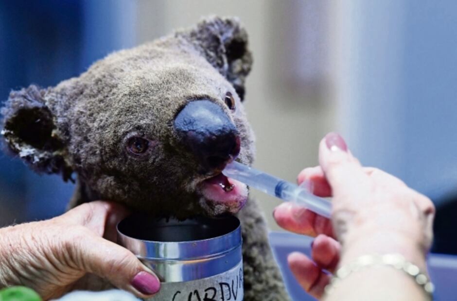 Los koalas podrían extinguirse en el este de Australia para el 2050