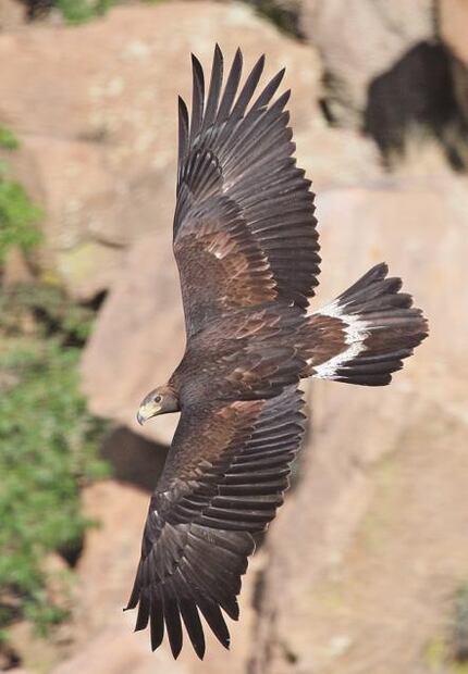 Águila real. Al rescate de un símbolo