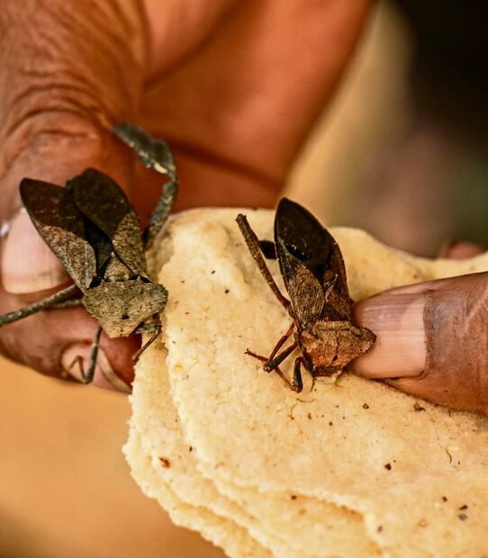 Los chinches se pueden comer con una tortilla caliente o blanda y se le embarra el líquido de los insectos. Foto: Juana García | El Universal
