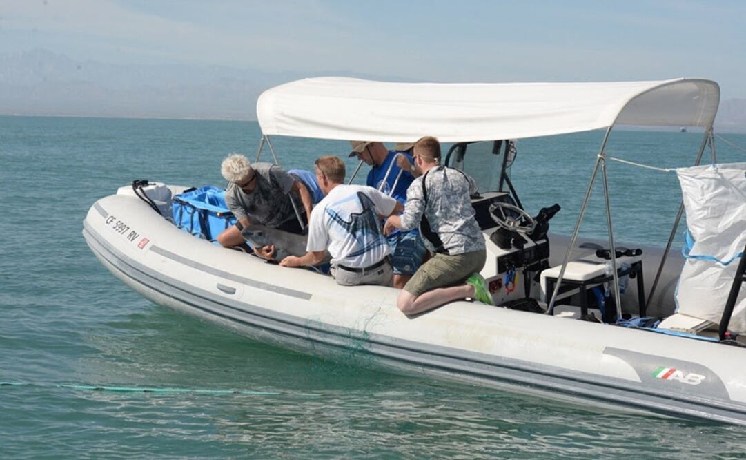La crisis de la biodiversidad es la pérdida acelerada de la variedad genética, de especies y de ecosistemas. (FOTO: EFE)