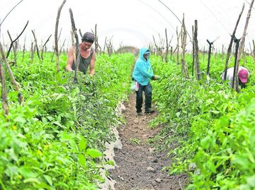 EU elimina restricciones a importaciones de tomate tras cuatro años y México lo celebra