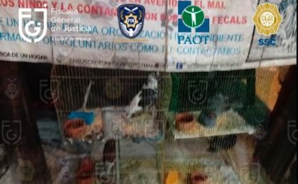 Fiscalía rescata a 24 perros y 29 palomas de albergue en la Benito Juarez; es detenida encargada del lugar