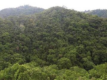 La Tierra tiene 9% más de árboles de lo estimado