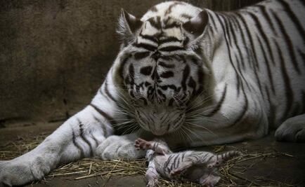 Nacen tigres blancos en Zoológico de Nicaragua; los alimentan con leche de cabra