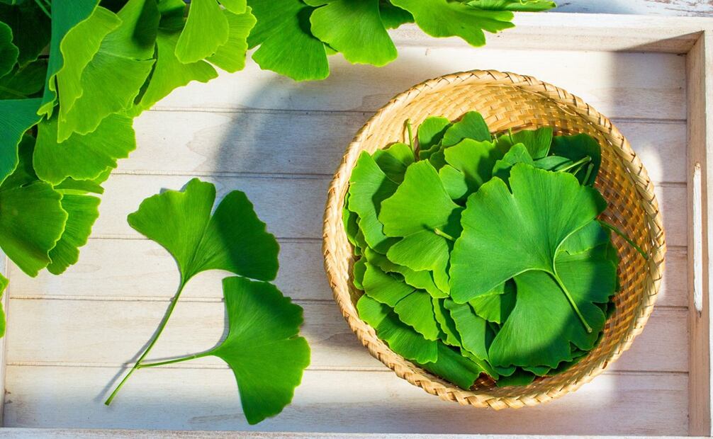 Estos son los beneficios del Ginkgo Biloba. Foto: Adobe