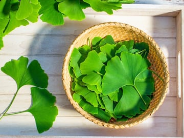 Cuáles son las propiedades medicinales del Ginkgo Biloba