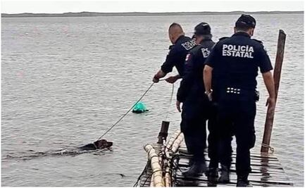 Rescatan a perrito amarrado a un muelle de Yucatán; estuvo a punto de ahogarse tras paso del huracán Milton
