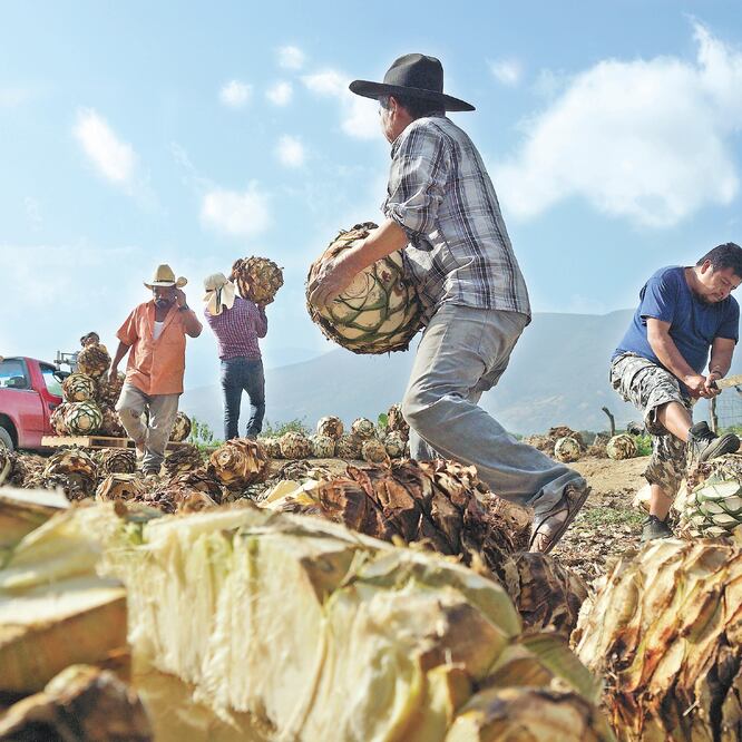 La última noticia de los jóvenes desaparecidos fue que estaban en San Felipe Güilá, poblado que es parte de la “Ruta Caminos del Mezcal”. ARCHIVO EL UNIVERSAL