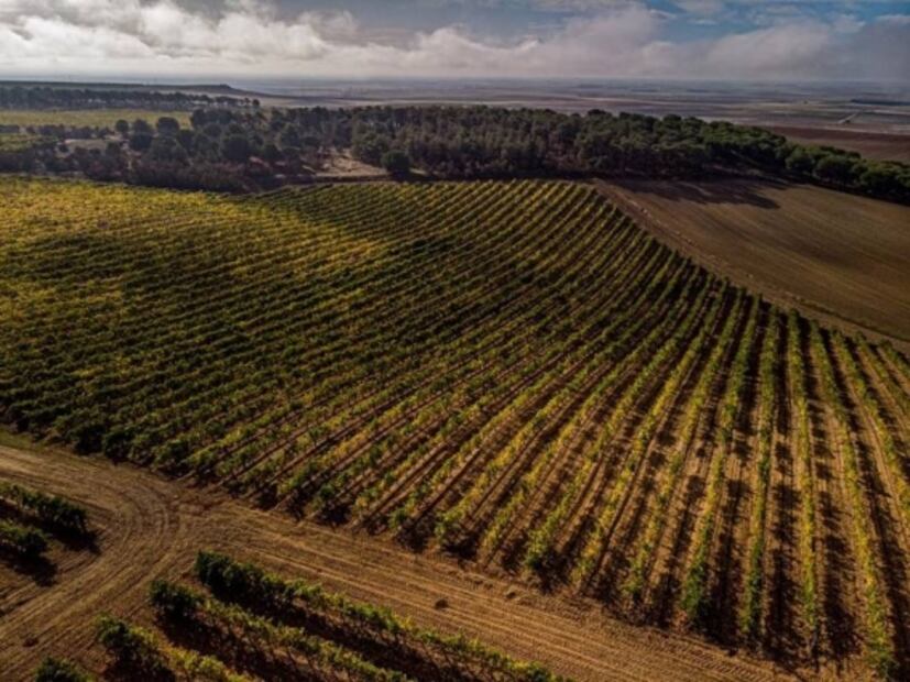 España está de fiesta con el día del Verdejo