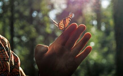 ¿Cómo atraer mariposas a tu jardín? Conoce la técnica eficaz