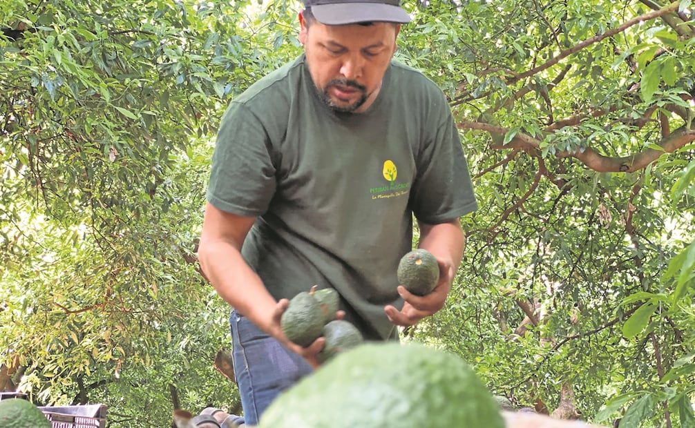 La exportación de aguacate a EU aún va lenta, lo que significa perdidas para productores y exportadores. Foto: EL UNIVERSAL 