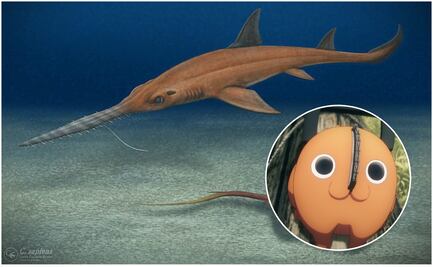 Investigadores nombran fósil de tiburón en honor al anime "Chainsaw Man"