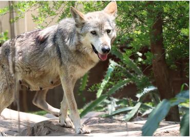 Trasladan a "Garita", loba gris mexicana, de Tamaulipas a CDMX; es considerada con la mejor genética de su especie en el país