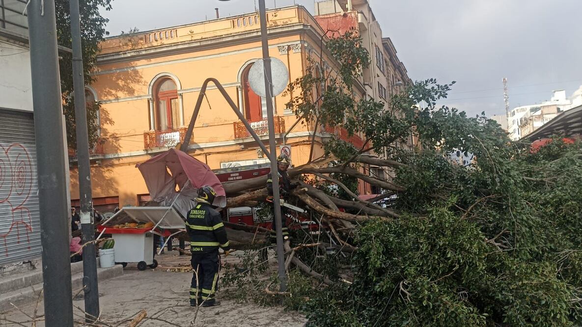 Viento derriba árbol de varios metros de altura en cruce de Ayuntamiento y Balderas, en el Centro sin que se reportaran personas lesionadas. (Foto: Francisco Rodríguez/ EL UNIVERSAL)