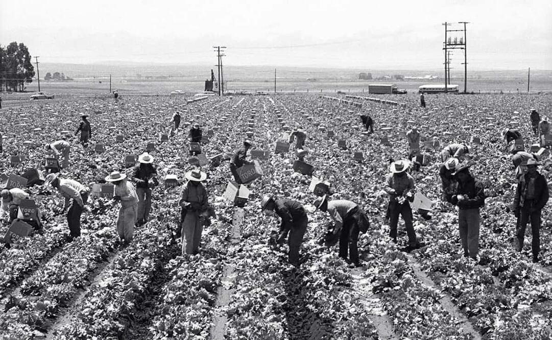 Trabajadores mexicanos en cultivos estadounidenses, años 50. La Operación Espaldas Mojadas inició en junio de 1954, primero en Arizona y California, luego en otras áreas sureñas. Foto: Leonard Nadel/National Museum of American History/ESPECIAL