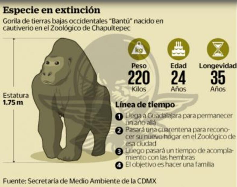 "Bantú" iba por pareja y encontró la muerte