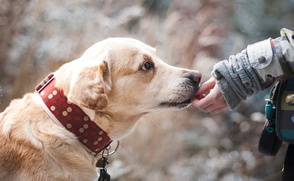 En la actualidad existen más de 650 millones de perros en el mundo y más de 25 millones de perros callejeros solo en México. Foto: Pixabay