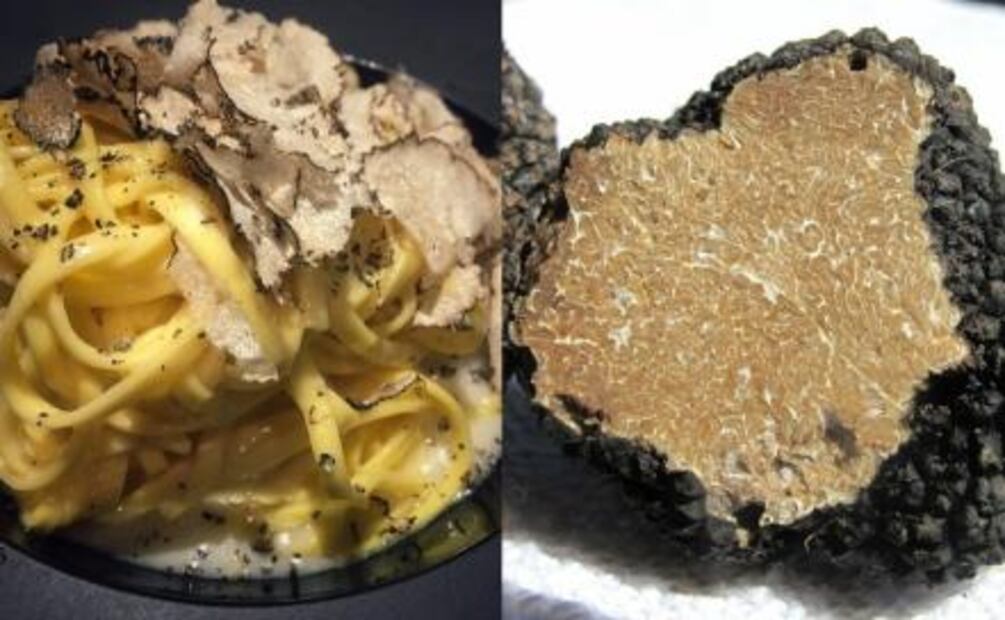Hongos comestibles y cómo prepararlos
