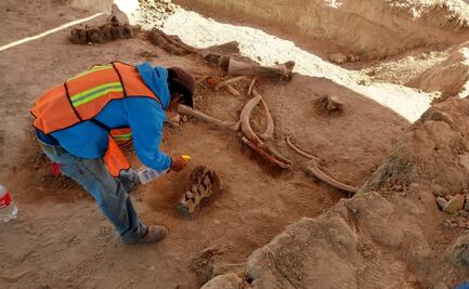 Hallan 70 mamuts en base aérea de Santa Lucía