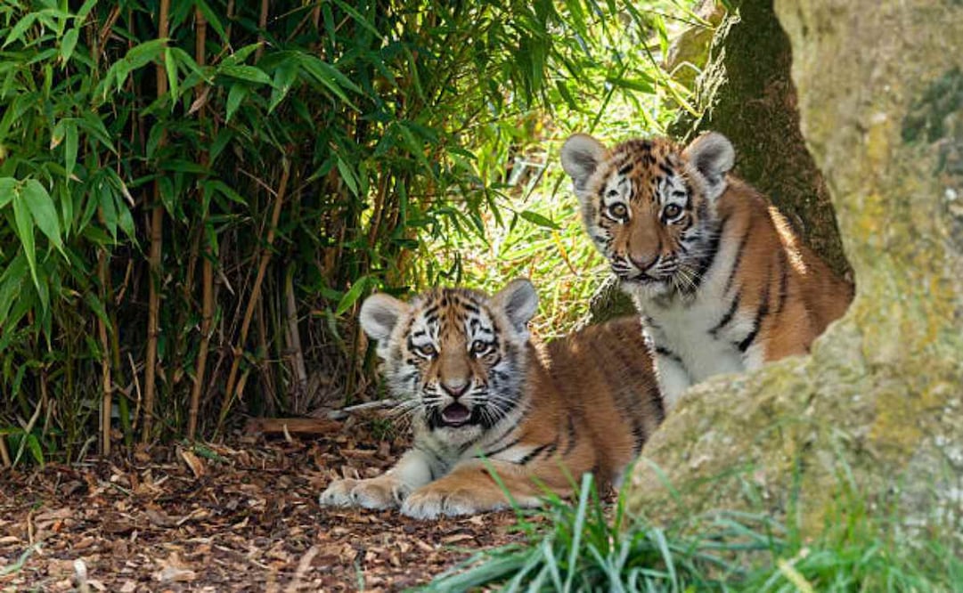 Los tigres siberianos, también llamados tigres del Amur, son los felinos más grandes del mundo y viven principalmente en el Lejano Oriente ruso. Foto: iStock