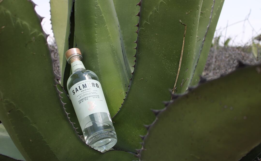 Salmero, el mezcal del Altiplano potosino. Foto: Alan Nájera / El Universal