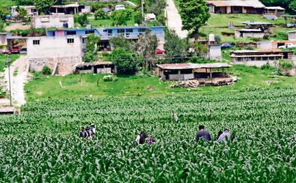 Repunta pobreza laboral en el ámbito rural; llega a su nivel más alto en dos años: Coneval