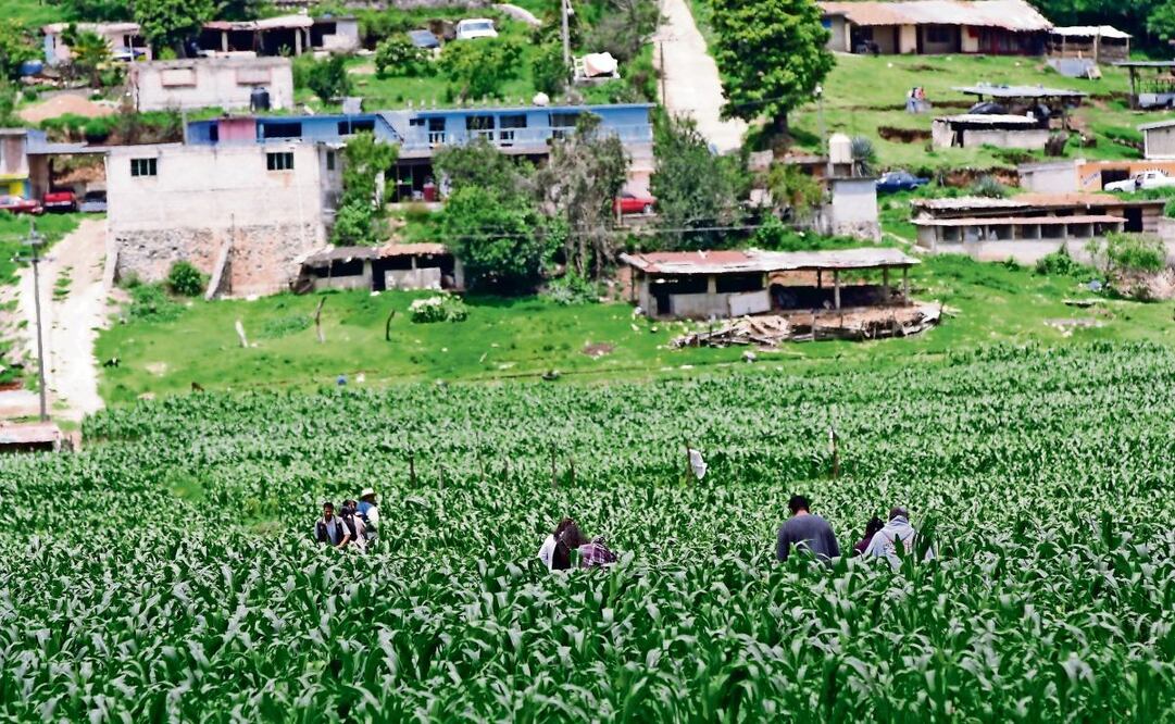 Entre el tercer y el cuarto trimestre de 2024, la pobreza laboral en el ámbito urbano se mantuvo en niveles similares al pasar de 30.7% a 30.8%, mientras que en el ámbito rural presentó un aumento de 2.2 puntos porcentuales. (26/02/25) Foto: Archivo | El Universal
